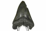 Fossil Megalodon Tooth - South Carolina #169212-1